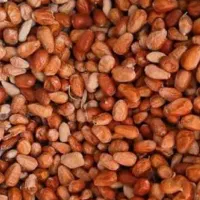 سنجد|خوردنی و آشامیدنی|کرج, دولت‌آباد|دیوار