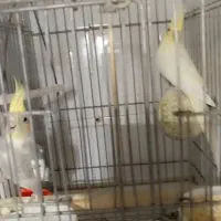 دو جفت عروس هلندی نر وماده