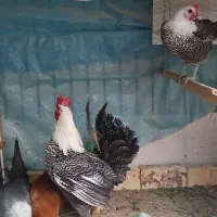 تخم مرغ براکل نژاد اصل