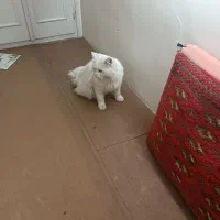 فروش یا معاوضه گربه پرشین نر یکساله دم راکنی|گربه|مشهد, نیروی هوایی|دیوار