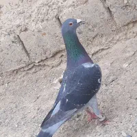 چاپی بور مگس لایی شامی  ریش سیاه