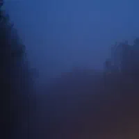 یک سگ گمشده