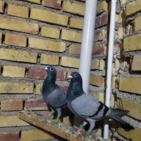 رنگی و پلاکی معاوضه هم دارم