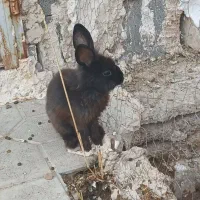 بچه خرگوش مشکی پشمالو