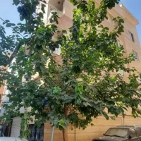 آپارتمان ۴۷ متر  پرنور  بالکن انباری پارکینگ|فروش آپارتمان|تهران, سبلان (لشگر)|دیوار