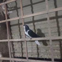 کفتر ماده ساده|پرنده|بیرجند, |دیوار