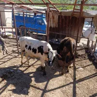 دام|حیوانات مزرعه|خرم‌آباد, |دیوار