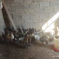 فروش ،مرغ ،خروس،بوقلمون|حیوانات مزرعه|بانش, |دیوار