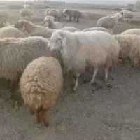 قوچ موغانی|حیوانات مزرعه|شیروان (خراسان), |دیوار