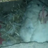 تخم مرغ گلین نطفه دار