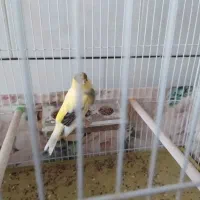 قناری نر ابلغ گلاستر تن نخورده درشت و خونگی|پرنده|آران و بیدگل, |دیوار