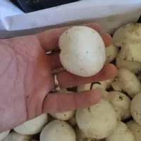 فوری فروش قارچ، عمده و خرده