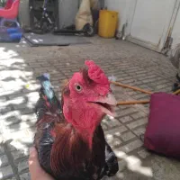 خروس لاری