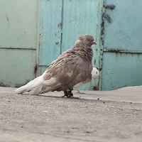 کبوتردمسفید|پرنده|رامهرمز, |دیوار