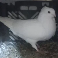 کبوتر  نر .ماده|پرنده|جوانرود, |دیوار