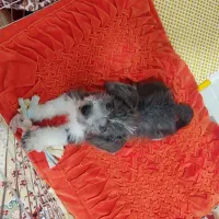 سگ گمشده