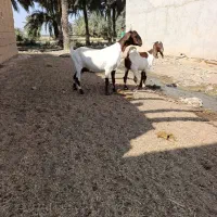 بز گوسفند|حیوانات مزرعه|بندر ماهشهر, |دیوار