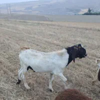 بز نر پاکستانی اصل
