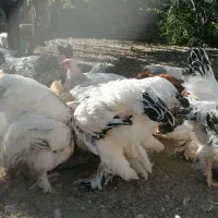 برهما لایت|حیوانات مزرعه|همایجان, |دیوار