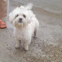 سگ خانگی نژاد شیتزو