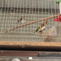 سه عدد سهره نر جوجه ۱۵۰۰