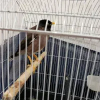 مرغ مینا|پرنده|فراشبند, |دیوار