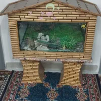 آکواریوم|ماهی|آبیک, |دیوار