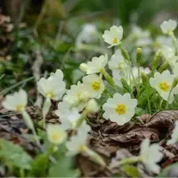 گل زیبا خوب