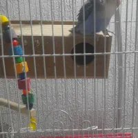 طوطی برزیلی|پرنده|ری, سیزده آبان|دیوار