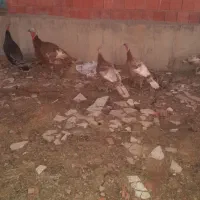 بوقلمون(قه لی خومالی)