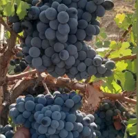 انگور دیمی کردستان|خوردنی و آشامیدنی|سروآباد, |دیوار