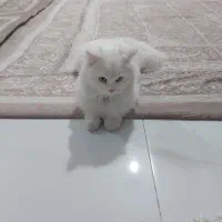 واگذاری گربه|گربه|شبستر, |دیوار