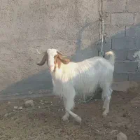 فروش بز داشتی|حیوانات مزرعه|لامرد, |دیوار