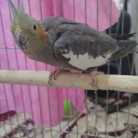 عروس هلندی نر و ماده|پرنده|محمدیه-قزوین, |دیوار