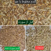 جداسازی کامل جو از گندم بذری