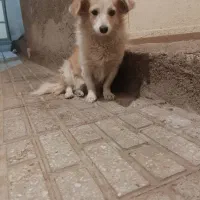 سگ ماده