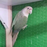 گرینچیک فنچ کوتوله طوطی|پرنده|تربت جام, بیست متری منبع آب|دیوار