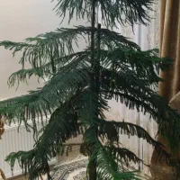 نخل مطبق