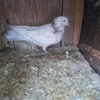 کبوتر|پرنده|سیرجان, |دیوار