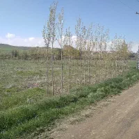 باغ‌گردو ۲۹۹۰متری