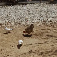 مرغ محلی اصل