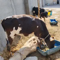 فروش یک راس گوساله ماده