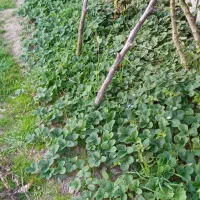 بوته توت فرنگی|گل و گیاه طبیعی|آستانه اشرفیه, |دیوار