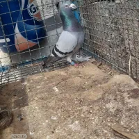 کبوتر