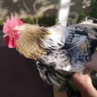 فروش خروس محلی