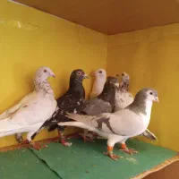 سرونج ودمسفید