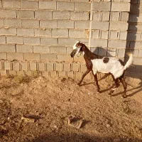 بوز پاکستانی دوقلوزا