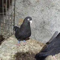 سلام جفت زاغ آبادانی|پرنده|اصفهان, شهرستان|دیوار