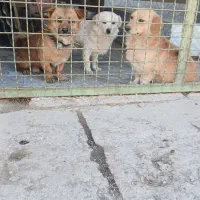 سگ پاکوتاه|سگ|مشهد, میان ولایت|دیوار