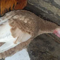 مرغ خروس سیاه بوقلمون نر|حیوانات مزرعه|مشهد, خواجه ربیع|دیوار